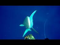 Video thumbnail for Shark attack on spear fisherman for yellowfin tuna at Ascension Island