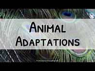 Video thumbnail for Physical and Behavioral Animal Adaptations