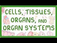 Video thumbnail for GCSE Biology - Levels of Organisation - Cells, Tissues, Organs and Organ Systems
