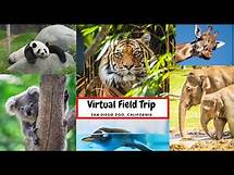 Video thumbnail for Virtual Field trip to San Diego Zoo