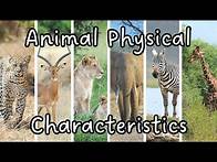Video thumbnail for Animal Physical Characteristics | Animal Body Structure | Animal Body Features | Science for Kids