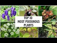Video thumbnail for Top 10 Most Poisonous Plants in the world