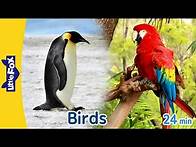 Video thumbnail for 10 Amazing Birds on Earth | Owl, Heron, Falcon, Flamingo, Penguin, Parrot, Vulture, Turkey, and more