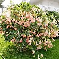 Video thumbnail for 10 Seeds Brugmansia Pink Delight Angels Trumpet Moonflower Seed Flowering Accent Plant Striking Landscape Plant for Garden Outdoors& Containers