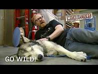 Video thumbnail for Go Wild! | MythBusters