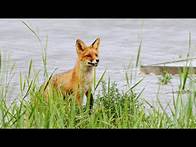 Video thumbnail for The Surprising Story of Urban Wildlife | City Safari