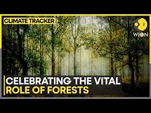 Video thumbnail for World Forest Day 2025: Focus On Forest Conservation And Climate Action | WION Climate Tracker
