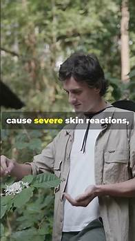Video thumbnail for The World's Most Poisonous Plant!