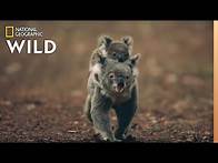 Video thumbnail for Koalas 101 | Nat Geo Wild