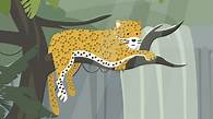 Video thumbnail for What is a rainforest habitat? - BBC Bitesize