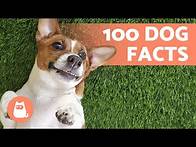 Video thumbnail for 100 FACTS About DOGS That Will Surprise You 🐶🐾 Discover them!