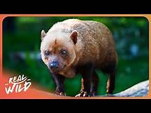 Video thumbnail for The Unique Wildlife of Brazil’s Rainforest