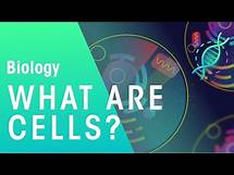 Video thumbnail for What are cells | Cells | Biology | FuseSchool