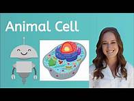 Video thumbnail for What are the Parts of an Animal Cell?
