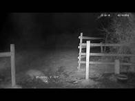Video thumbnail for Rural vixen female fox screaming - with sounds