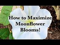 Video thumbnail for The Secret to Growing Moonflowers