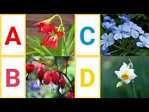 Video thumbnail for A to Z Flowers | A to Z Flower with pictures & video | ABC Flower with pronounciation | ABC Flowers