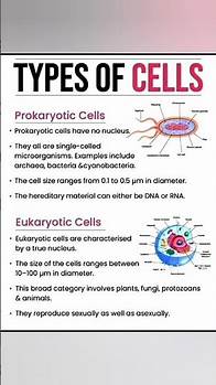 Video thumbnail for Types of Cells Explained (Biology) #ytshorts #ytshortindia #yttrending
