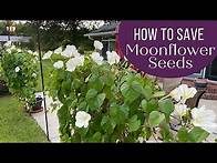 Video thumbnail for How to Save Moonflower Seeds