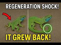 Video thumbnail for 10 Animals That Can Regrow Their Body Parts : REGENERATIVE ABILITIES