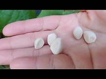 Video thumbnail for Growing & Saving Moonflower Seeds|Tropical White Morning Glory