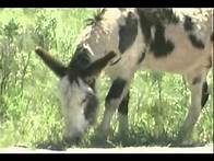 Video thumbnail for Animals Around Us Animal Adaptations What Are They