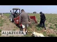 Video thumbnail for White farmers thrive in Zambia years after driven from Zimbabwe