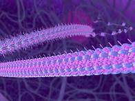 Video thumbnail for Tour of an Animal Cell