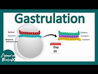 Video thumbnail for Gastrulation | what happens during gastrulation? | week 3 of embryonic development