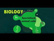 Video thumbnail for Specialised Animal Cells EXPLAINED - KS3 Science Biology (BBC Bitesize)