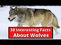 Video thumbnail for 30 Interesting Facts About Wolves | Global Facts
