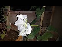 Video thumbnail for Can Moonflowers Be Grown in Pots | How Long Does It Take to Grow Moon Flowers | Summer Flower Plants