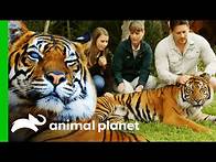 Video thumbnail for Australia Zoo's Tiger Conservation Programme | Crikey! It's The Irwins