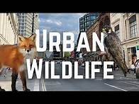 Video thumbnail for What Wildlife lives in UK towns and Cities?
