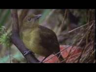 Video thumbnail for Animal Behaviour of the Australian bowerbird | David Attenborough | BBC wildlife