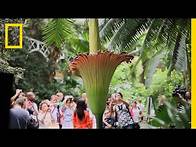 Video thumbnail for The Corpse Flower: Behind the Stink | National Geographic