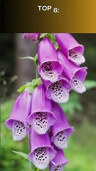 Video thumbnail for 10 beautiful but extremely poisonous flowers