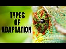 Video thumbnail for Types of Adaptation| Structural, Behavioral and Physiological Adaptation | Adaptations