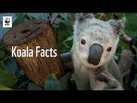 Video thumbnail for 5 Facts About Koalas 🐨 | WWF-Australia