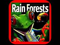 Video thumbnail for Rainforest lesson for Kids