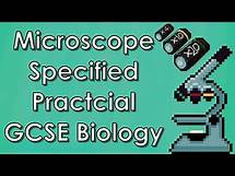 Video thumbnail for Specified Practical with the Light Microscope - Biology WJEC - (GCSE REVISION)