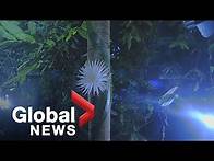 Video thumbnail for Rare Amazonian cactus "moonflower" blooms at UK university