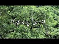 Video thumbnail for What are the layers of the rainforest?
