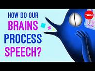 Video thumbnail for How do our brains process speech? - Gareth Gaskell
