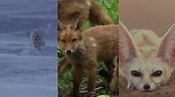 Video thumbnail for KS2 / KS3 Science: How animals have adapted