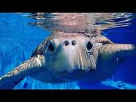 Video thumbnail for Virtual Field Trip: Marineland Dolphin Adventure