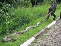Video thumbnail for Rainforest Animals: 10 Amazing Jungle Creatures