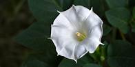 Video thumbnail for How to Grow the Enchanting Moonflower This Season