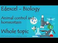 Video thumbnail for The whole of Edexcel COORDINATION and HOMEOSTASIS. 9-1 GCSE biology or combined science revision
