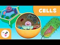 Video thumbnail for The cell: Structure, functions and its parts - Science for kids